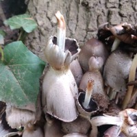 Artist profile photo